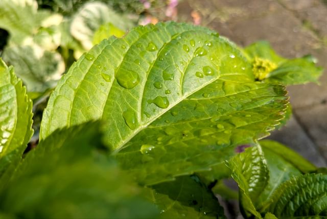 hydrangea-with-water-drops.jpg
