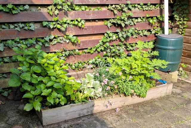 hydrangeas-growing-garden.jpg
