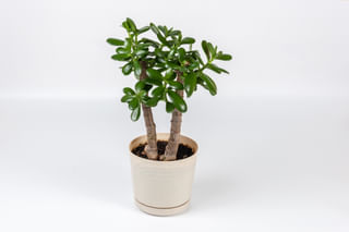 Jade plant in soil Jade plant in soil