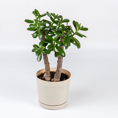 12cm Crassula Ovata - 1 Plant - House/Office Live Indoor Pot Money Penny Tree