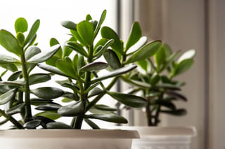 The ultimate guide for taking care of a Jade Plant The ultimate guide for taking care of a Jade Plant