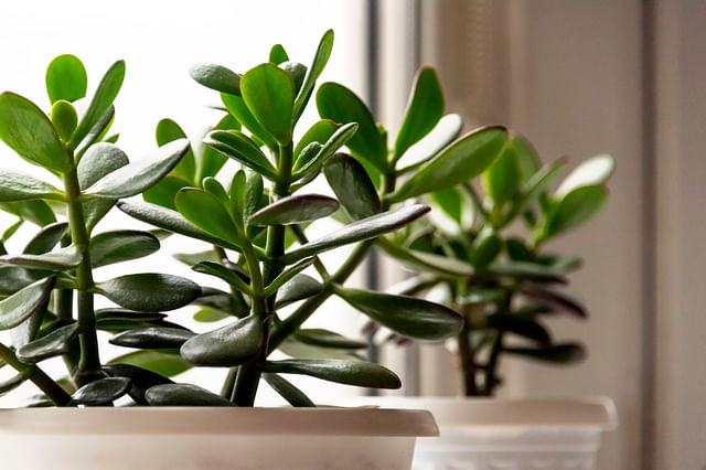The ultimate guide for taking care of a Jade Plant
