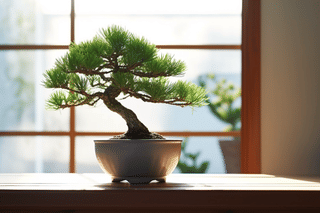 Pinus parviflora Pinus parviflora