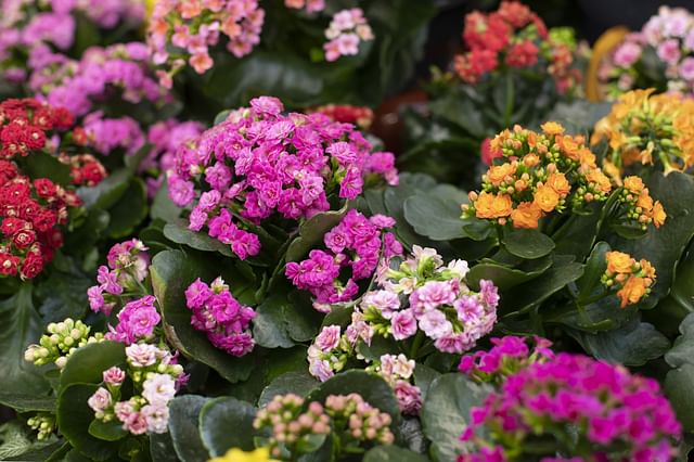 Fleshy leaves on a Kalanchoe