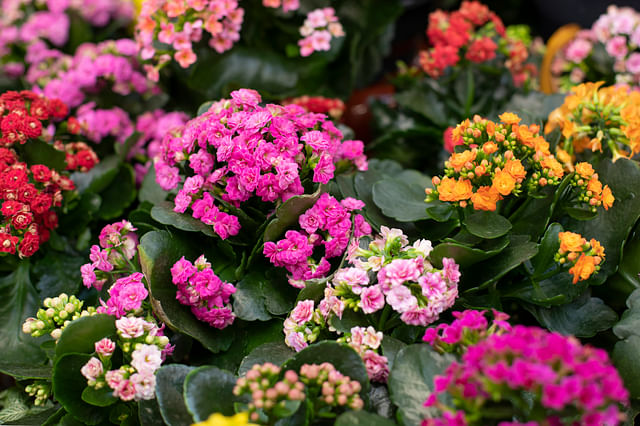 The ultimate plant care guide for a Kalanchoe