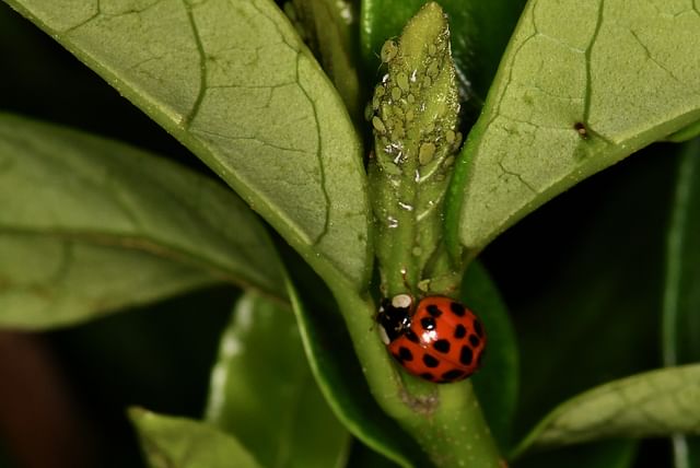 Ladybug eating aphids