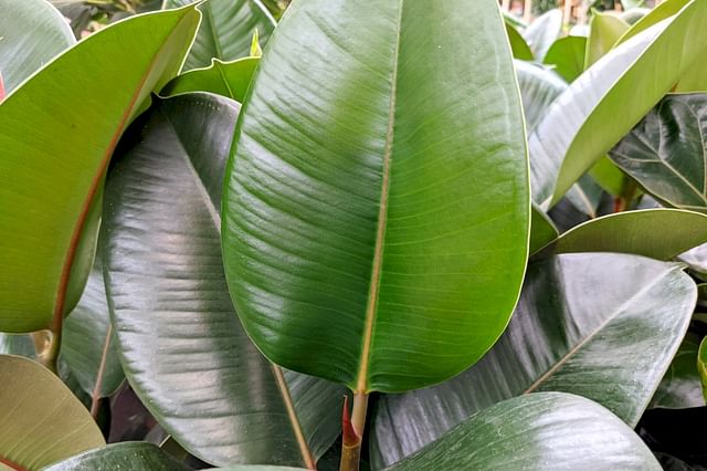 Large leaf on a Ficus Elastica