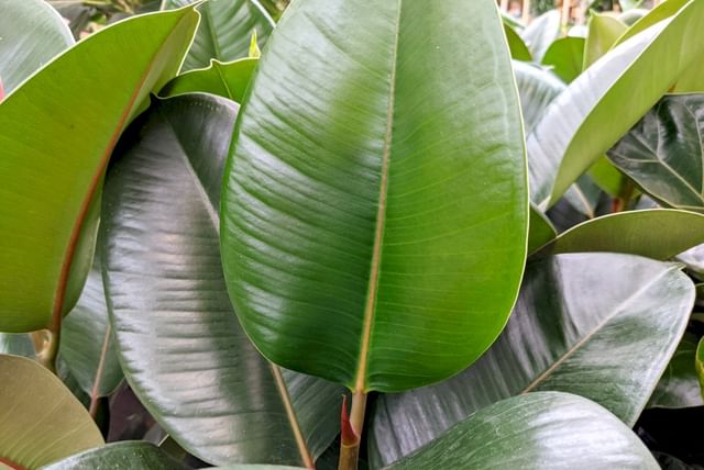 large-leaf-on-ficus-elastica.jpg