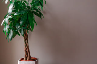 Large money tree Large money tree