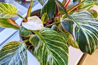 Large Philodendron Birkin leaves in Leca Large Philodendron Birkin leaves in Leca