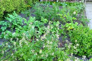 Larger vegetable garden with flowers Larger vegetable garden with flowers