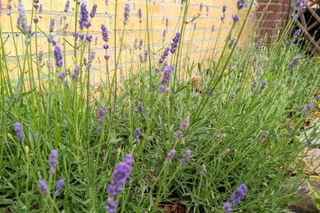 Lavender growing outside Lavender growing outside
