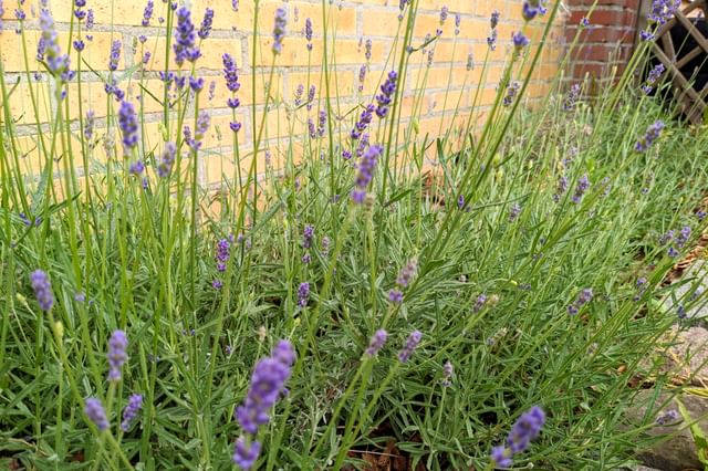 Lavendel groeit buiten Lavendel groeit buiten