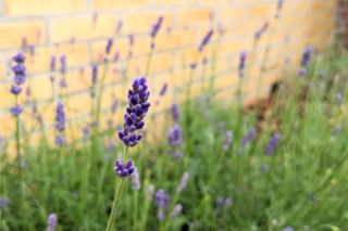 Lavender growing in the garden Lavender growing in the garden