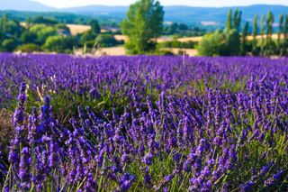Lavender in a french field Lavender in a french field