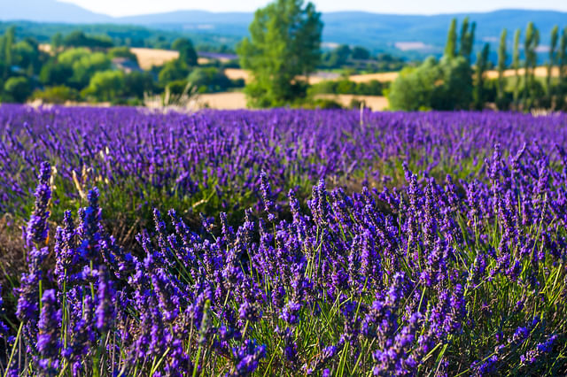 Lavendel in een frans veld