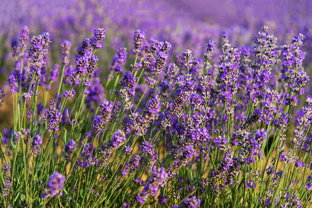 Lavender in the sun in a field