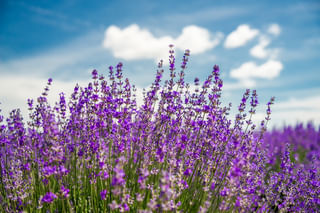 Lavender in the sun Lavender in the sun
