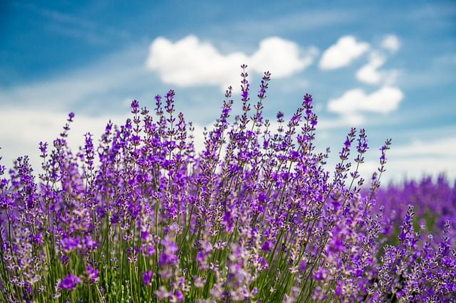 How to take care of Lavender - Plant care for Beginners