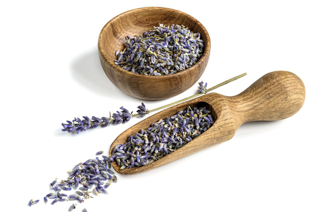 Lavendel kweken uit zaden Lavendel kweken uit zaden