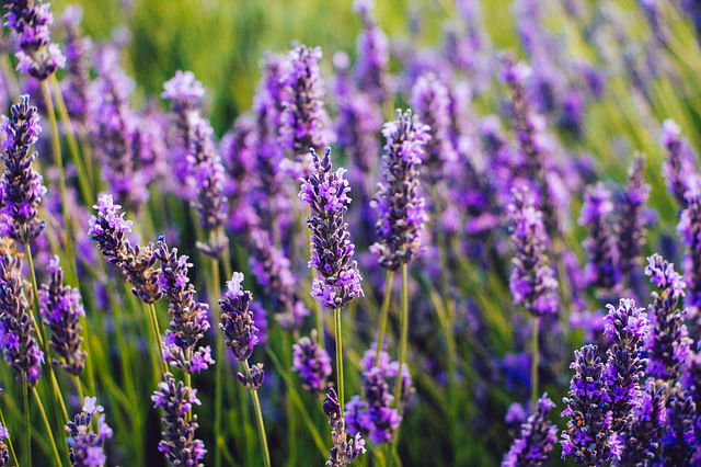 How to Grow Lavender: Planting and Care