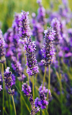 How to take care of Lavender