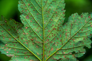 Leaf spot diseas on a leaf Leaf spot diseas on a leaf