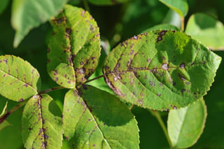 Leaf spot with gray Leaf spot with gray