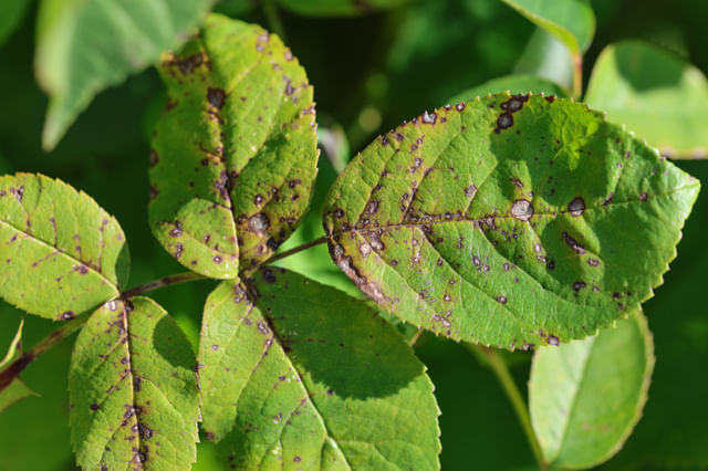 Bladvlek met grijs Bladvlek met grijs