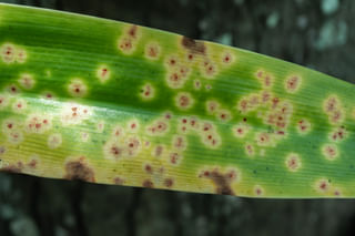 Leaf spot disease Leaf spot disease
