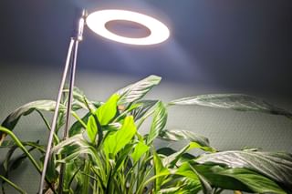 Peace lily with a light Peace lily with a light