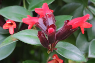 Lipstick Plant flowering Lipstick Plant flowering