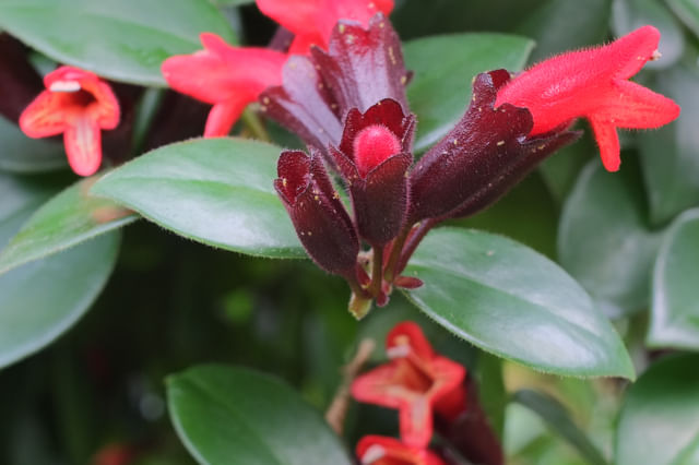 Lippenstiftplant bloeit Lippenstiftplant bloeit