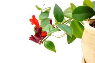 Lipstick plant stems Lipstick plant stems