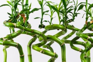 The ultimate plant care guide for the Dracaena sanderiana (Lucky Bamboo) The ultimate plant care guide for the Dracaena sanderiana (Lucky Bamboo)