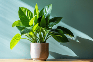 Lush and healthy houseplant Lush and healthy houseplant