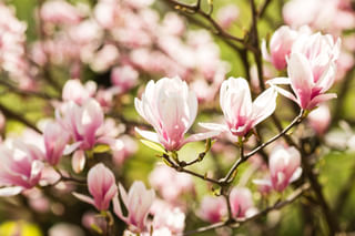 Magnolias Magnolias