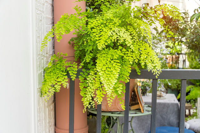 The ultimate plant care guide for the Adiantum (Maidenhair Fern)