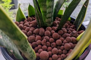 Sansevierias planted in Leca Sansevierias planted in Leca