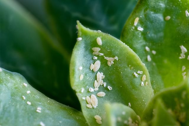 Mealybugs on a plant