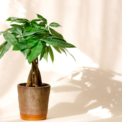 Plant in a Box - Pachira Aquatica - Set van 2 kamerplanten - Geldboompjes - Pot ⌀17cm - Hoogte ↕ 50-60cm