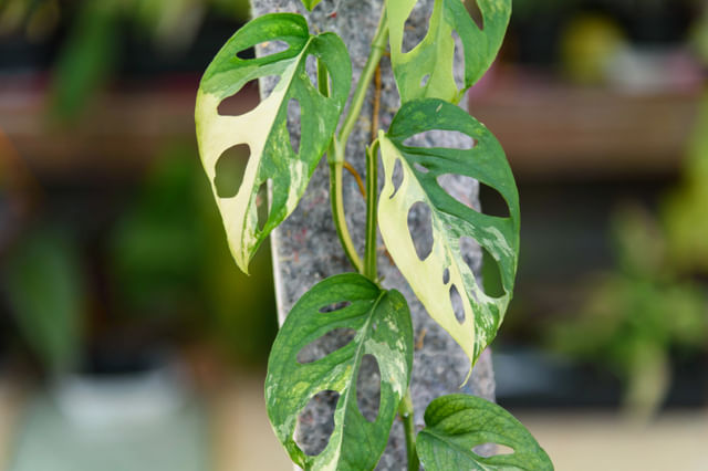 Monstera Acuminata Monstera Acuminata