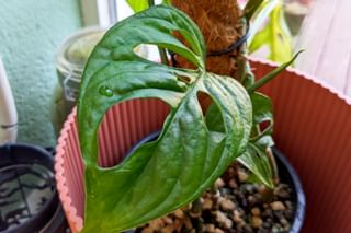 Monstera Adansonii Monstera Adansonii