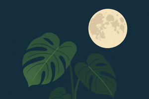 Groeien planten echt beter tijdens een volle maan?