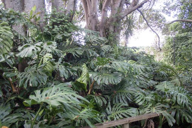 monstera-auckland-under-tree.jpeg