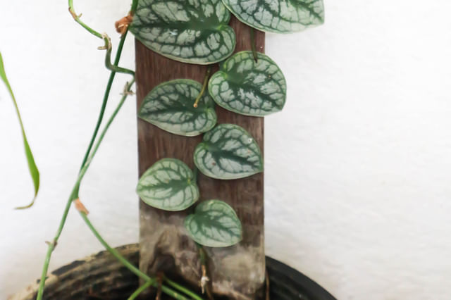 Monstera dubia Monstera dubia