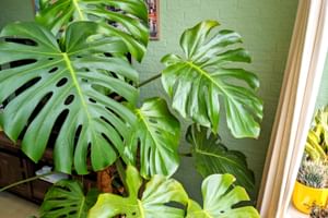 Kan een gatenplant buiten leven? (en kan het volle zon verdragen?)