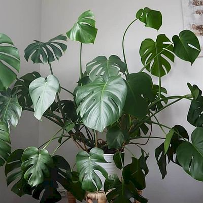 Shop for your Monstera
