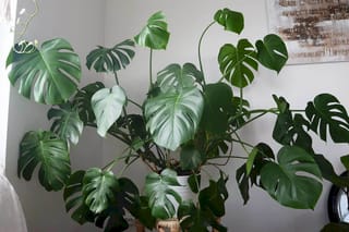 Monstera growing Monstera growing