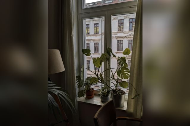 Monstera in vensterbank groeit naar licht toe Monstera in vensterbank groeit naar licht toe